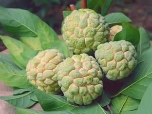 FURYHUB Custard Apple Plant