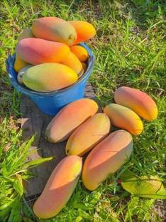 PB honey priya plant Mango Plant