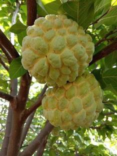 EVY Custard Apple Plant