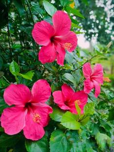 Poulomi's Gardens Hibiscus Plant