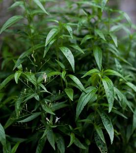 GreenHorizon ZZ Plant