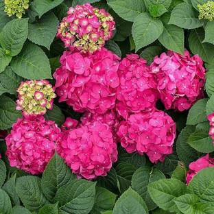GreenyOn Hydrangea Plant