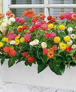 FURYHUB Lantana Plant