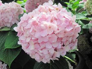 Ukanda Hydrangea Plant