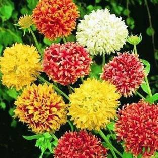 EVY Marigold Plant