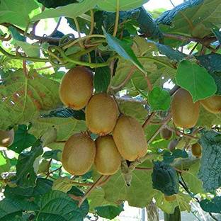 FURYHUB Kiwi Plant