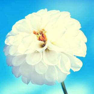 EVY Marigold Plant