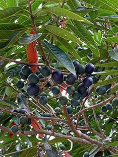LYRS Organic Rudraksha Tree Seed 2 SEED Seed