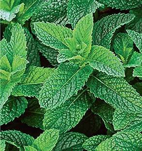 EVY Mint Plant