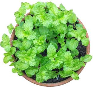 EZtect Mint Plant