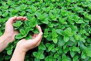 EZtect Mint Plant