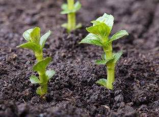 BALA PLANT CREATION Mint Plant