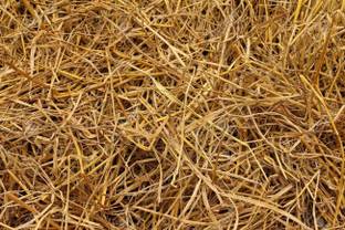 deepak badkur Paddy Straw(500gr) for Mushroom Farming and Gardening,Natural Rice Straw for Organic Mulching 100% Pure & Organic Garden Mulch