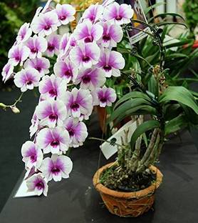 EZtect Orchid Plant
