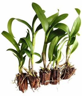FURYHUB Lily Plant