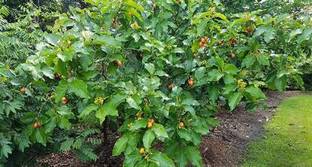 FURYHUB Peanut Plant