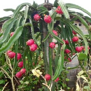 PLANTSNSEED Dragon Tree