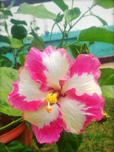 FSK Hibiscus Plant