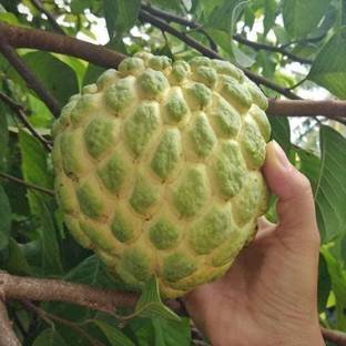 ukandagarden Custard Apple Plant