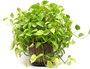 AloGardening Money Plant