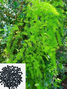 Green World YELLOW NEPALI SHATAVARI / ASPARAGUS RACEMOSUS SEEDS (20 SEEDS) Seed
