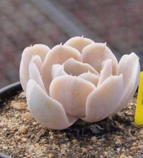 Srushtitraders Rare succulent, Echeveria runyonii san carlos 10 seeds Seed