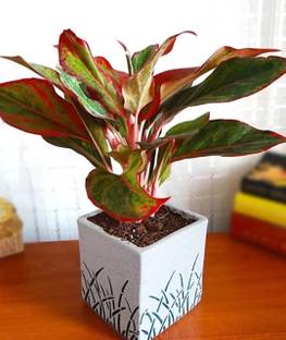 OriginalCeramics Plant Container Set