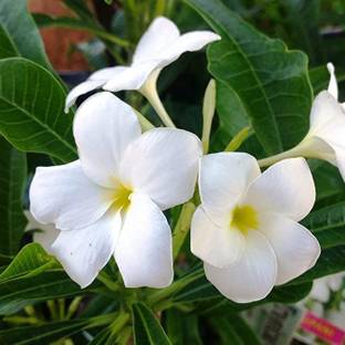 Kapebonavista Plumeria pudica Live Plant Seed