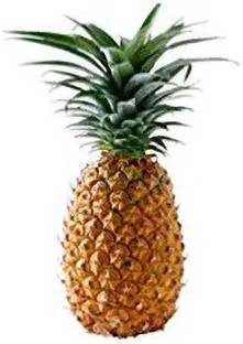 EVY Pine Apple Plant