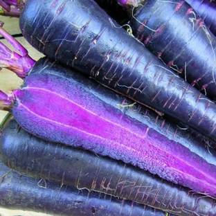 PLANTZON Black Carrot Seed