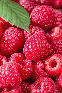 XOLDA Raspberry fruit Seed