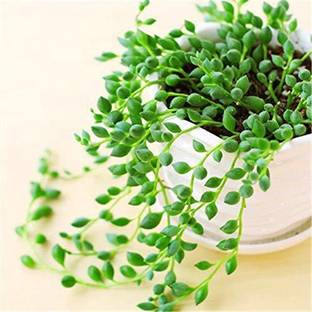 SeedsVille Beads Senecio Rowleyanus Seed