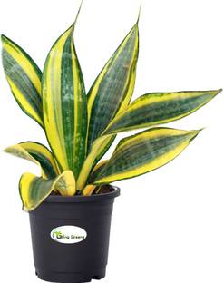 Bondiing Momentz Snake Plant