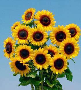 Crapulous Sunflower Seed