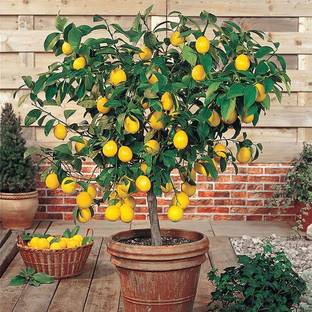 SeedsVille Organic Dwarf Meyer Lemon Tree 10 Seeds Pack, Indoor/Outdoor Fruit Seed