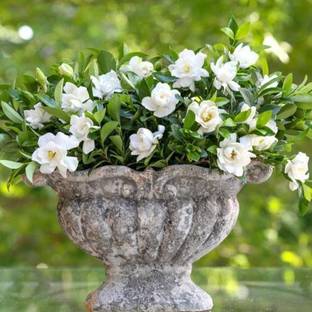 SeedsVille Jubilation Gardenia Flower Seeds Pack- 20 Pcs, All Season Flower Seed