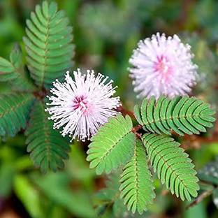 SumitGreenrey Shy Plant