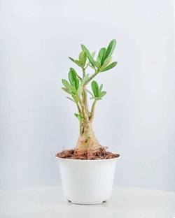 FasanGreen Adenium Plant