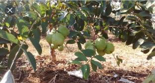 KB NURSERY Guava Plant