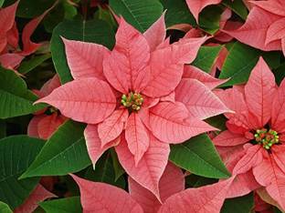 EVY Poinsettia Plant