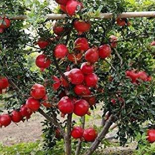 VibeX ® VMR-69 Pomegranate Super Bhagwa Fruit Seeds Seed