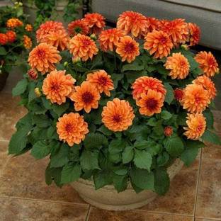 CHOUDHARY PLANTHUB Dianthus Plant