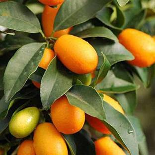 FURYHUB Sweet Lemon Plant