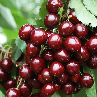 Cloud Farm Cherry Fruit Plant