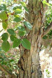 EVY Sheesum Plant