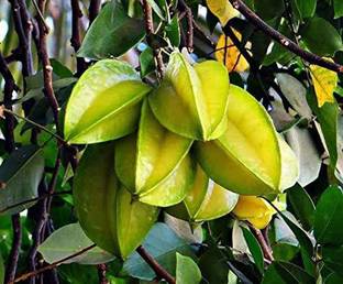 Ukanda Terminalia/Arjuna Plant