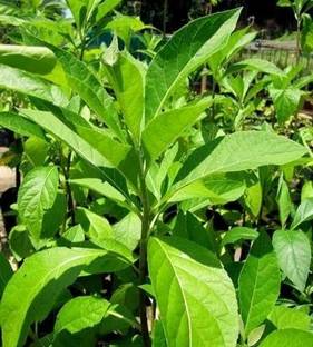 Green Era Insulin Plant