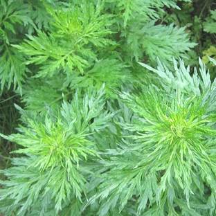 Plantzoin Indian Wormwood Plant