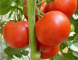 EVY Tomato Plant