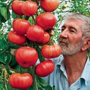 FURYHUB Tomato Plant